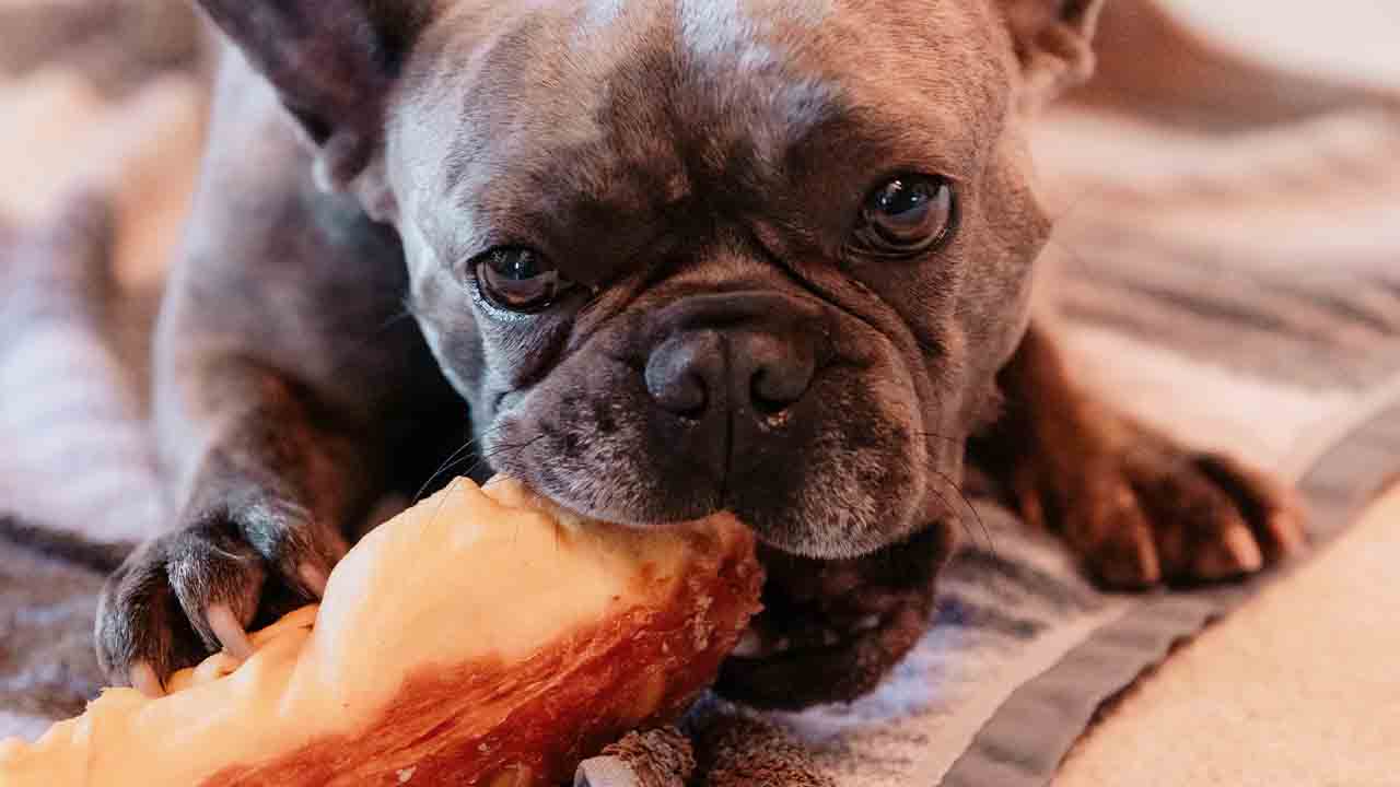 Färskfoder hund bäst i test 2023 – hitta det bästa färskfodret!