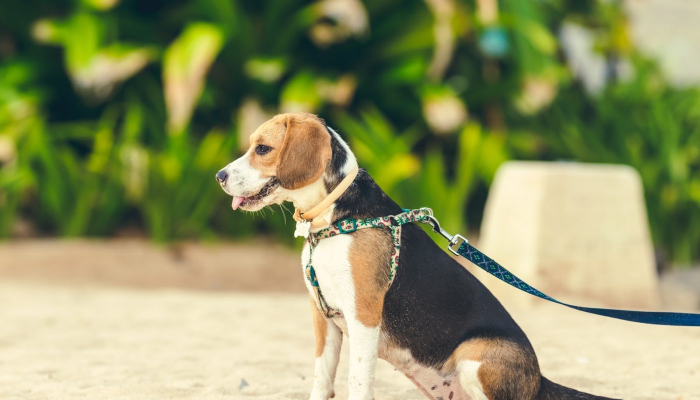 tricolor beagle on white sand during daytime