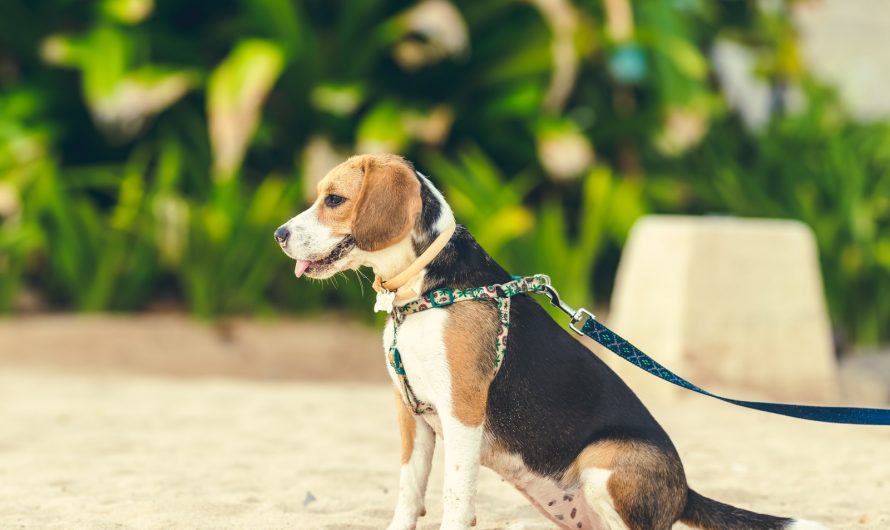 Hundkoppel bäst i test 2023 – hitta bästa hundkoppel här!