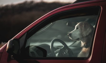 brown and white short coated dog inside car