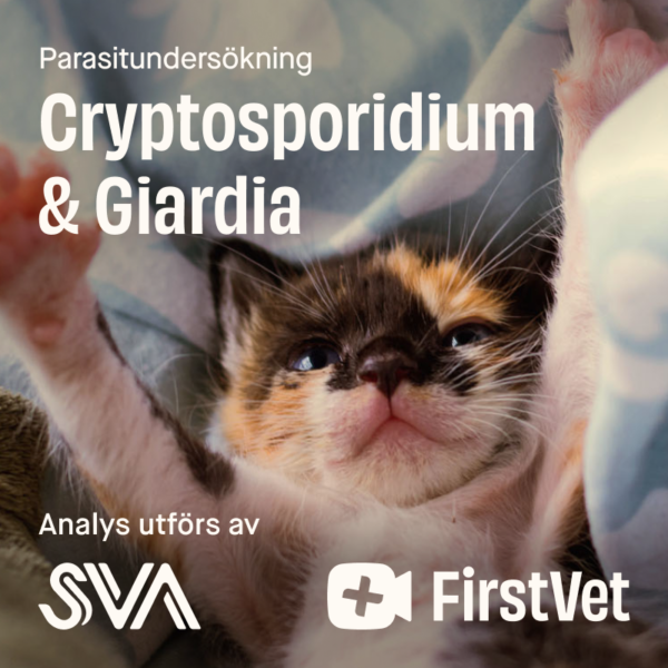 Avföringsprov Giardia och Cryptosporidium katt - Giardia och Cryptosporidium