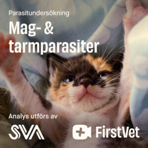 Avföringsprov mag- & tarmparasiter paket katt - Mag & tarmparasiter