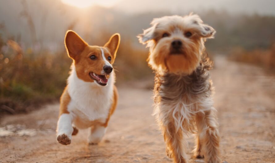 Välj rätt hundförsäkring för din hund 2023