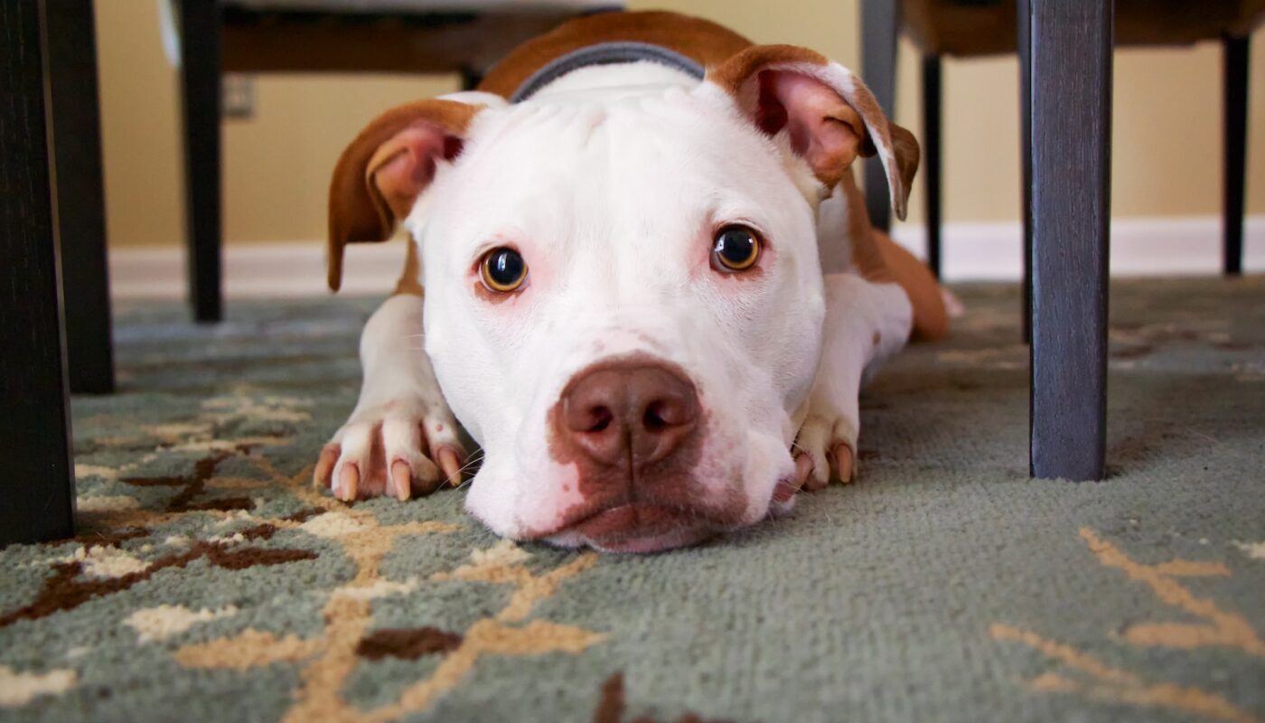 dog laying on area rug