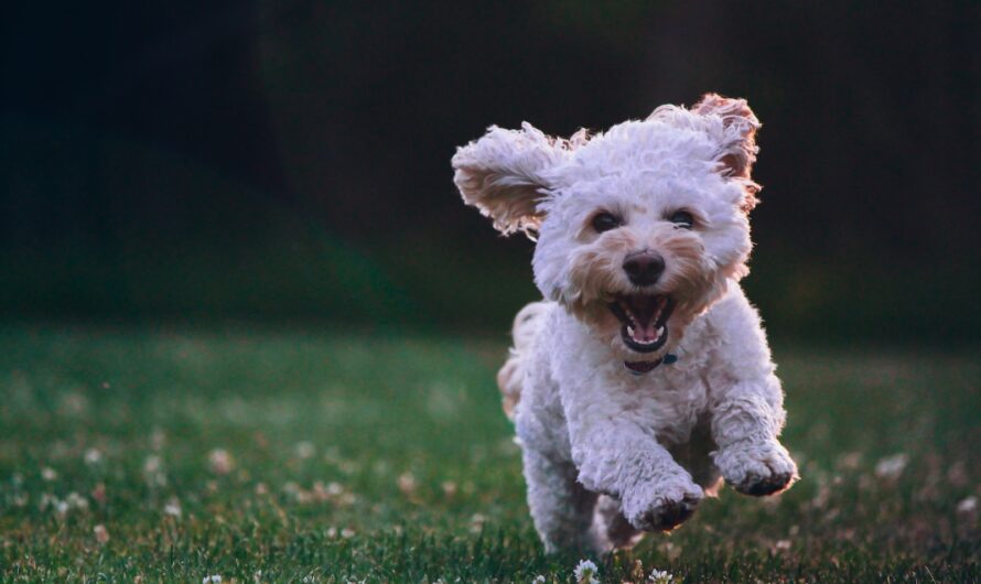 Slickmatta hund bäst i test 2024 – hitta bästa slickmattan här!