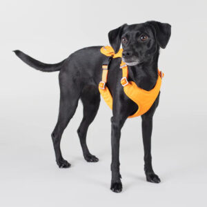 Reflekterande Hundsele, orange - XS