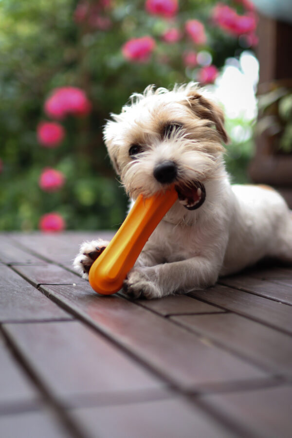 Leksaksben Hund - Medium Orange