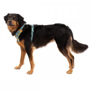 Ruffwear Front Range Hundsele Grön/Orange (XXS)