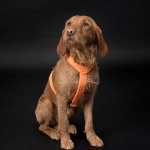 Easy Harness Reflekterande Hundsele Orange - XXS