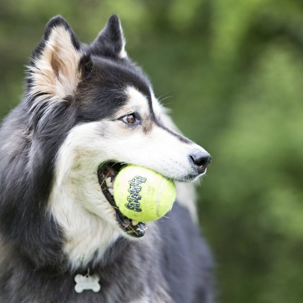 KONG Airdog Squeaker Boll med Snöre