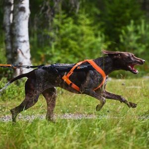 Non-Stop Dogwear Freemotion 5.0 Dragsele Orange & Svart (4)