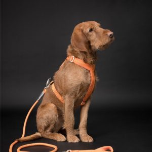 Visability Rope Leash Reflekterande Hundkoppel Orange - 6 mm