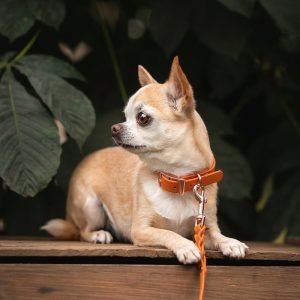 Tyylivoitto Classy Hundhalsband Liten Modell Mörk Orange (XS)