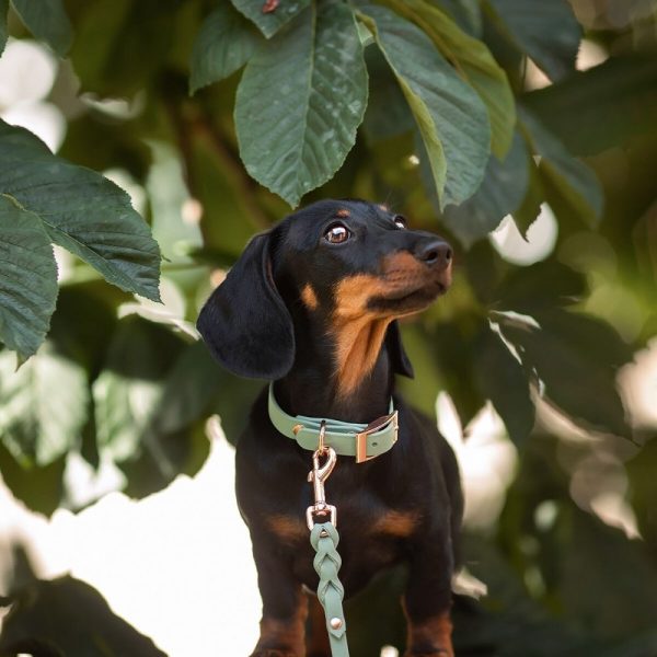 Tyylivoitto Classy Hundhalsband Ljusgrön (XS)