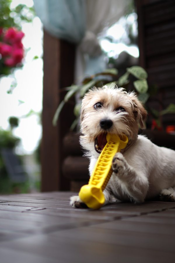 Fiboone Dentalben för Hund - Gul / L