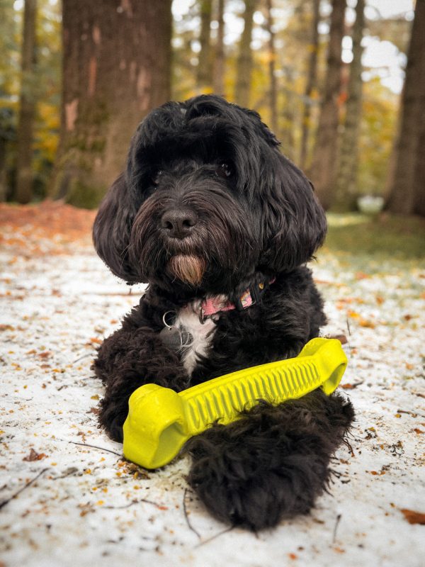 Fiboone Dentalben för Hund - Gul / S