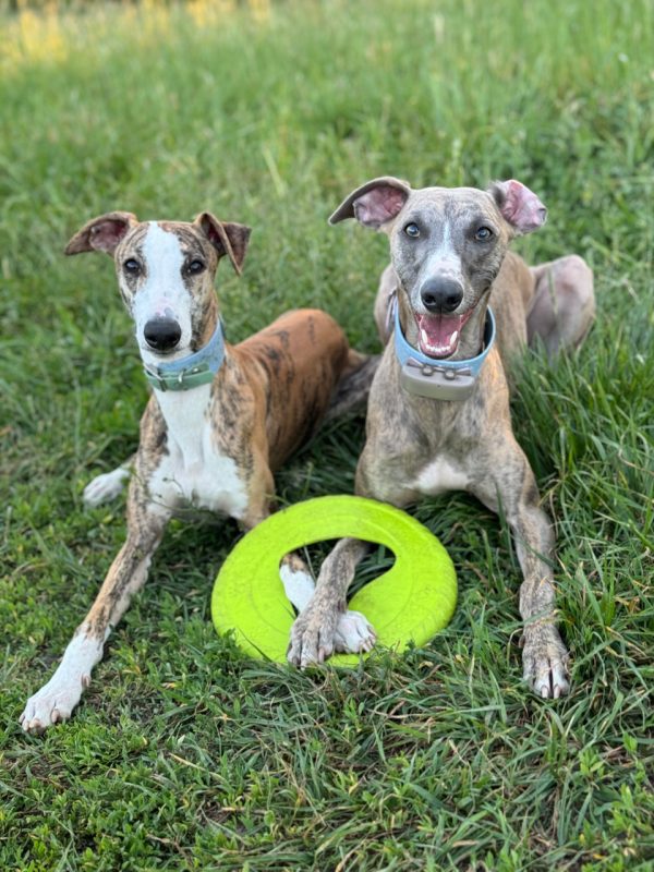 Frisboo Hundfrisbee Mini - Grön