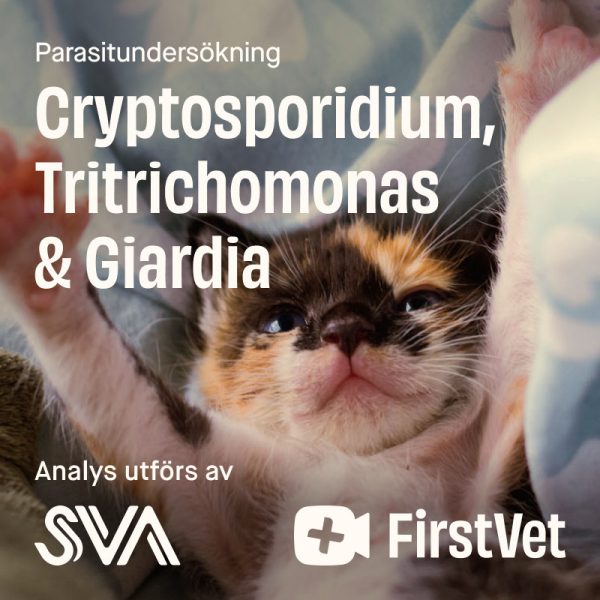 Avföringsprov Giardia, Cryptosporidium och Tritrichomonas - Giardia, Cryptosporidium och Tritrichomonas