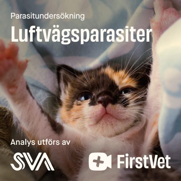 Avföringsprov luftvägsparasiter paket katt - Luftvägsparasiter