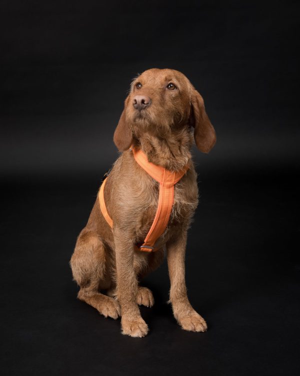 Easy Harness Reflekterande Hundsele Orange - XXS