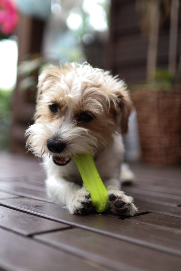 Leksaksben Hund - Medium Grön