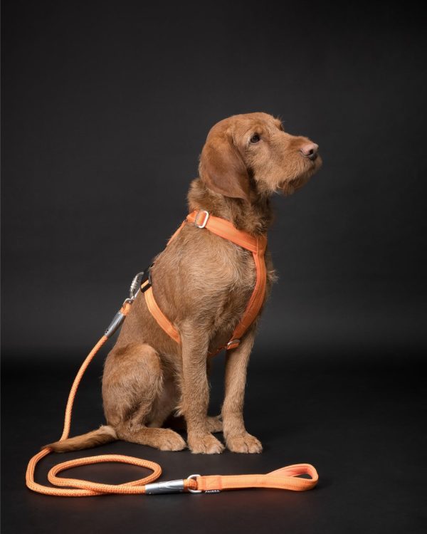 Visability Rope Leash Reflekterande Hundkoppel Orange - 6 mm